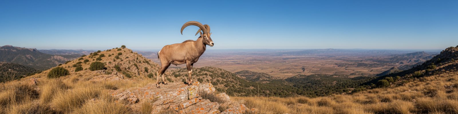 Examen de caza en la Región de Murcia