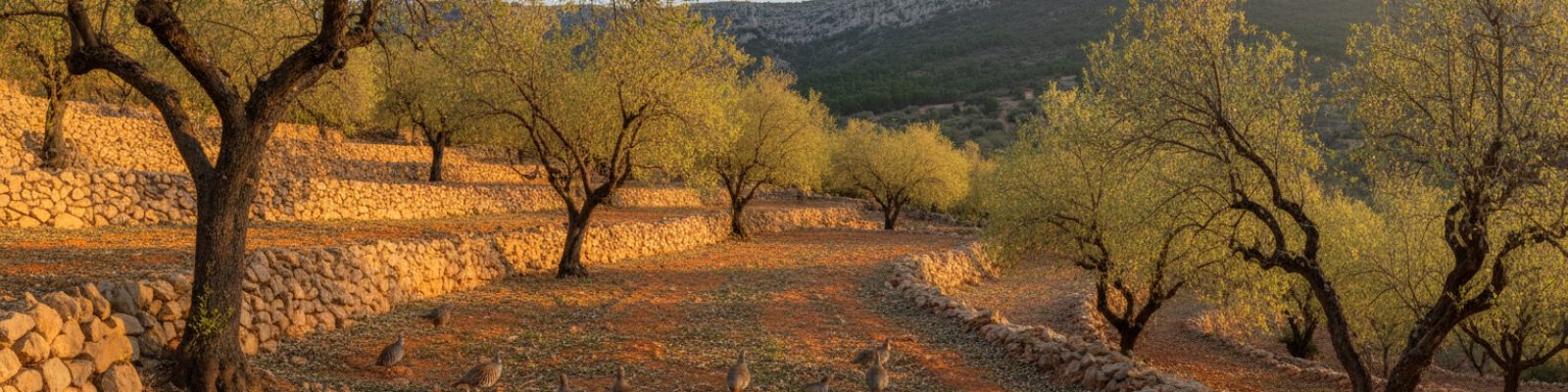 Examen de caza en la Comunidad Valenciana