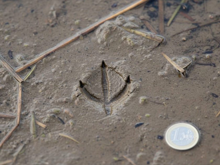 Huella de Ánade rabudo