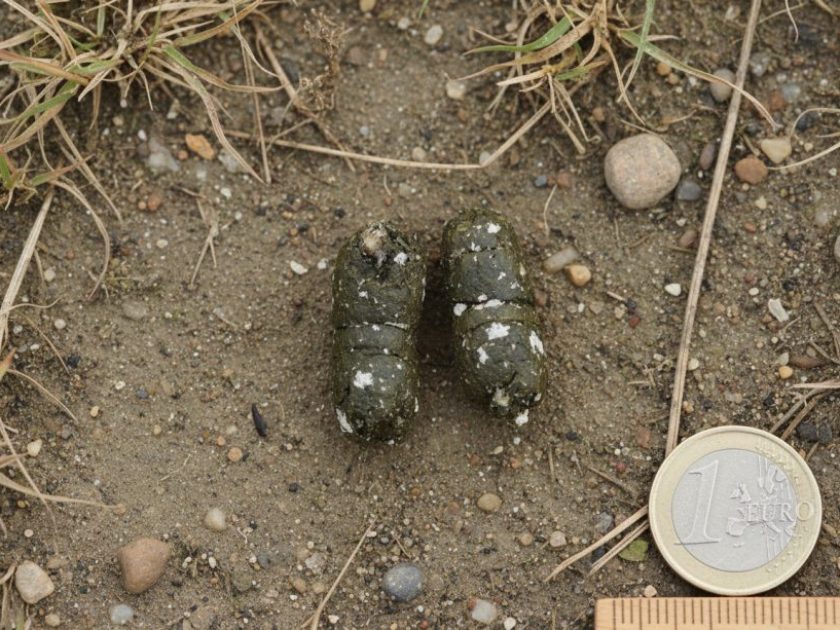 Excremento de Avefría europea