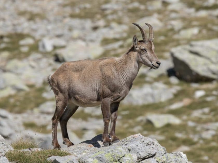 Hembra de Cabra montés