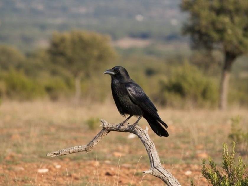 Hembra de Corneja negra