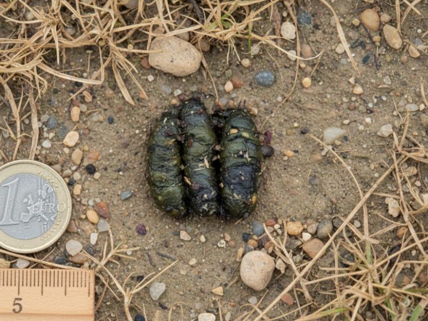 Excremento de Estornino negro