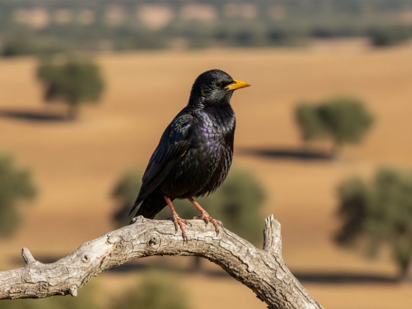 Hembra de Estornino negro