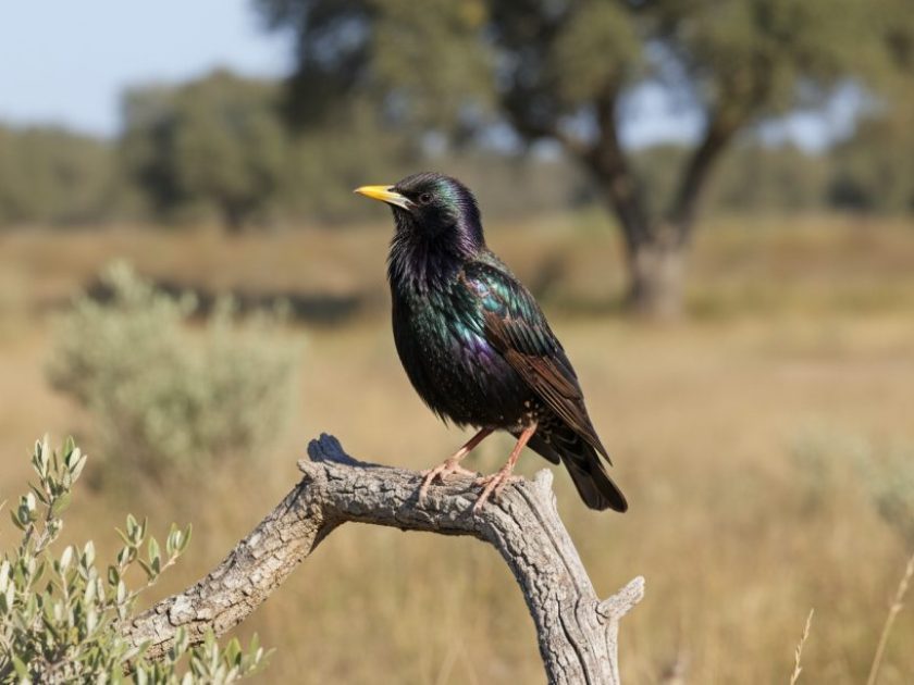 Estornino negro