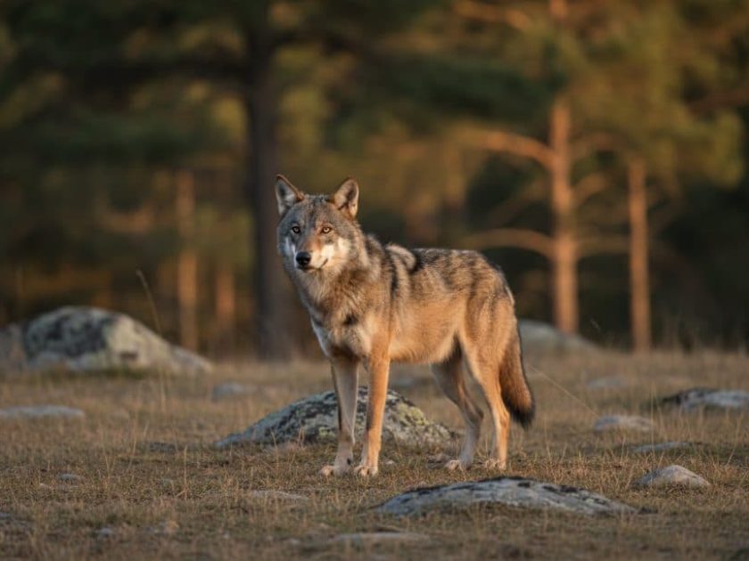 Hembra de Lobo ibérico