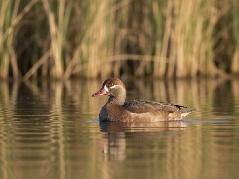 Hembra de Pato colorado