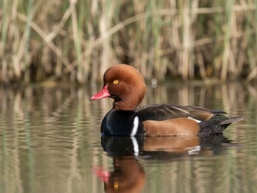 Pato colorado