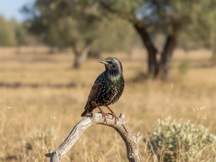 Femmina di Storno