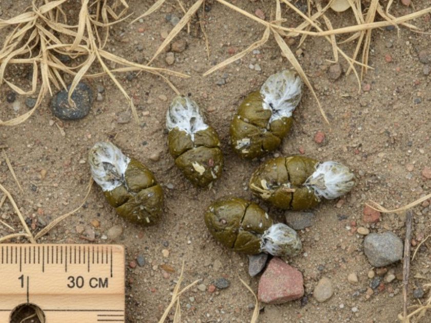 Excremento de Tórtola europea
