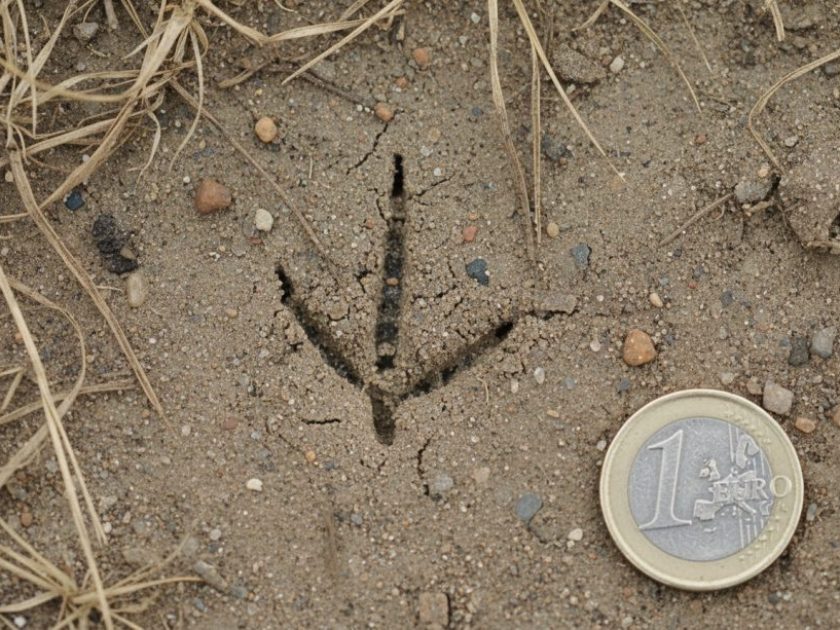 Huella de Tórtola europea