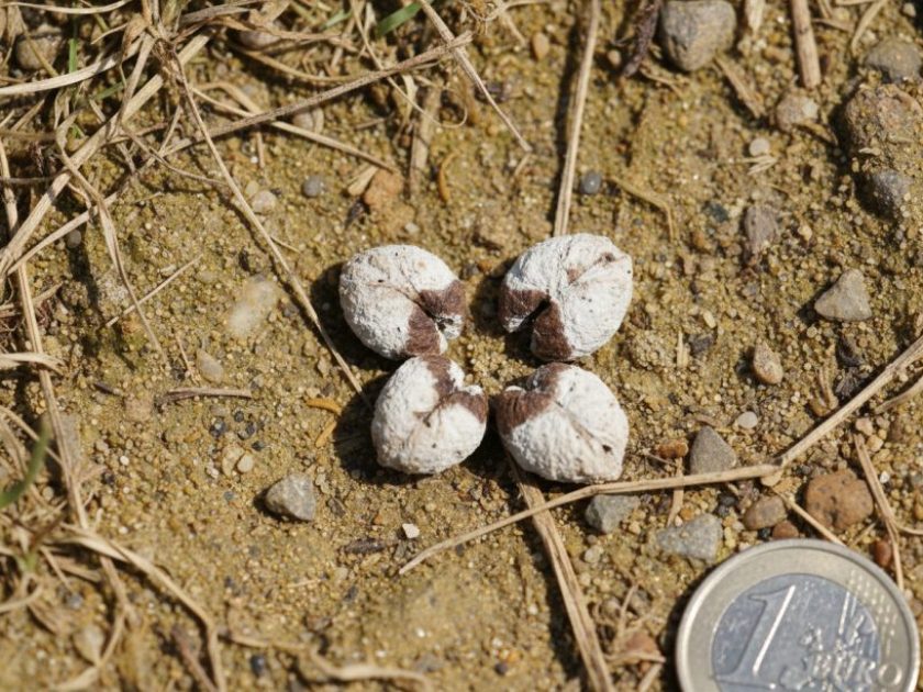 Excremento de Tórtola turca