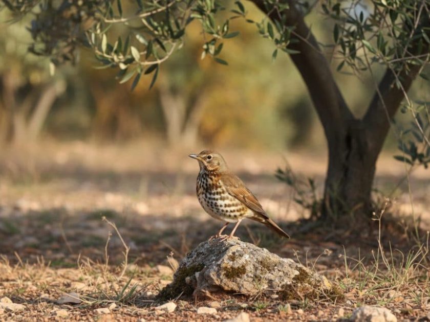 Femmina di Tordo bottaccio